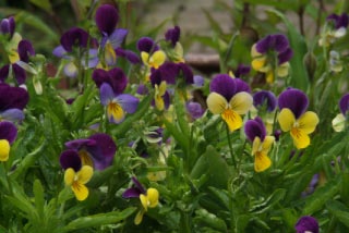 Viola tricolorDriekleurig viooltje bestellen